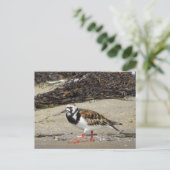Ruddy Turnstone (Sommerphase) Postkarte (Stehend Vorderseite)