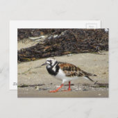 Ruddy Turnstone (Sommerphase) Postkarte (Vorne/Hinten)