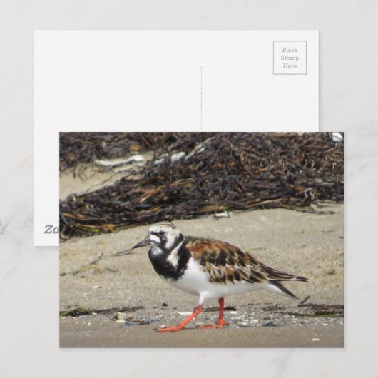 Ruddy Turnstone (Sommerphase) Postkarte (Vorne/Hinten)