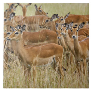 Rudel weiblicher Impalas, Masai Mara, Kenia. Fliese