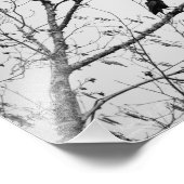 Rudern in einem Birkenbaum Fotodruck (Ecke)