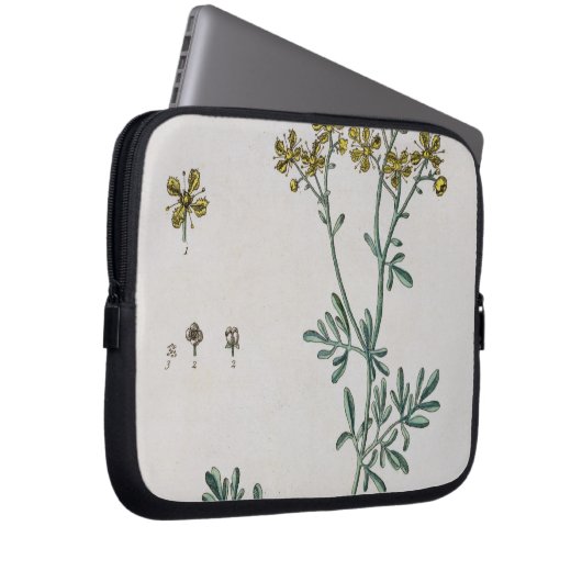 Rue, überziehen 7 von "einem neugierigen Kräuter", Laptopschutzhülle (Vorne Rechts)
