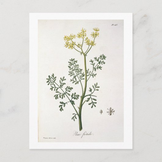 Rue von "Phytographie Medicale" von Joseph Roques Postkarte (Vorderseite)