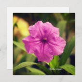 Ruellia simplex (Vorne/Hinten)