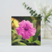 Ruellia simplex (Stehend Vorderseite)