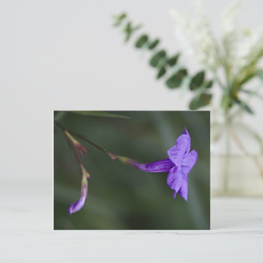 Ruellia simplex, die mexikanische Petunia Postkarte (Stehend Vorderseite)