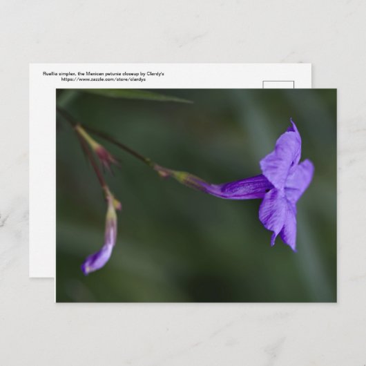 Ruellia simplex, die mexikanische Petunia Postkarte (Vorne/Hinten)