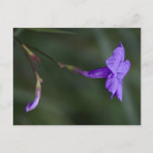 Ruellia simplex, die mexikanische Petunia Postkarte (Vorderseite)