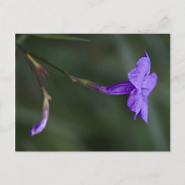 Ruellia simplex, die mexikanische Petunia Postkarte