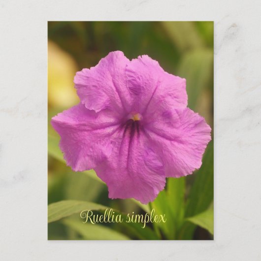 Ruellia simplex feiertagspostkarte (Vorderseite)