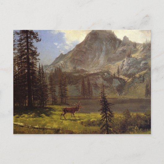 Ruf der Wildnis Postkarte (Vorderseite)