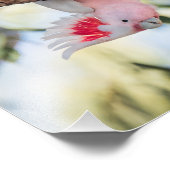 "Rufen Sie an?" Das Cockatoo-Foto von Major Mitche Fotodruck (Ecke)