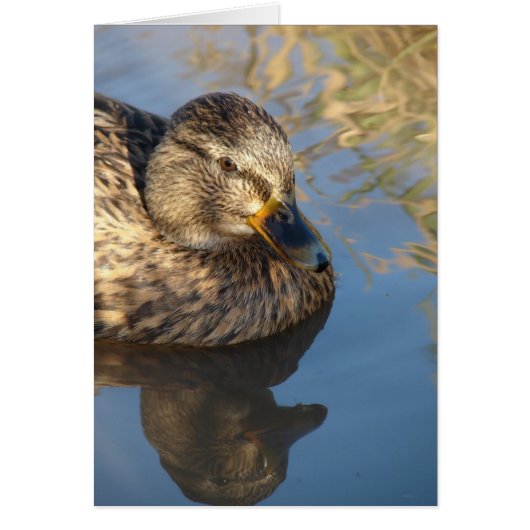 Rufen Sie Entenhaken mit Reflektionen an (Vorne)