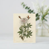 Ruff-halskhaltiger Hummvogel, Audubon-Vögel aus Am Postkarte (Stehend Vorderseite)