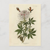 Ruff-halskhaltiger Hummvogel, Audubon-Vögel aus Am Postkarte (Vorderseite)