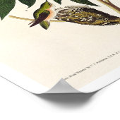 Ruff-halskhaltiger Hummvogel von Audubon Poster (Ecke)