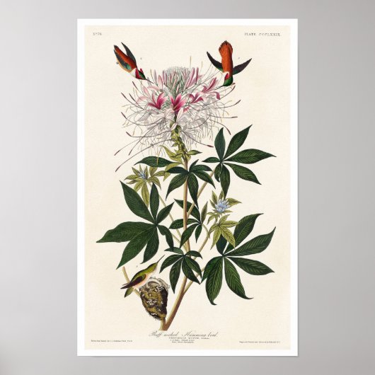 Ruff-halskhaltiger Hummvogel von Audubon Poster (Vorne)