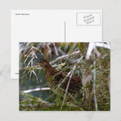 Ruffed Grouse 02 Postkarte (Vorne/Hinten)