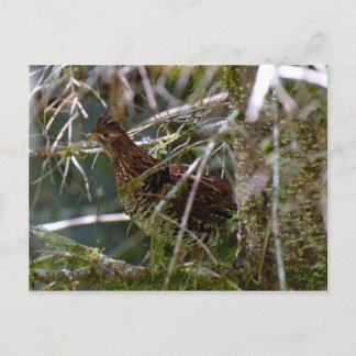 Ruffed Grouse 02 Postkarte