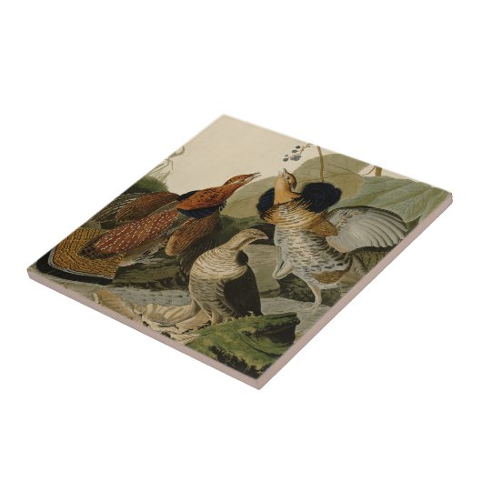Ruffed Grouse Audubon Game Bird Fliese (Seite)