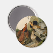 Ruffed Grouse Audubon Game Bird Magnet (Vorderseite/Rückseite)