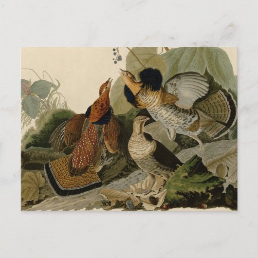 Ruffed Grouse Audubon Game Bird Postkarte (Vorderseite)