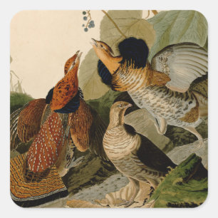 Ruffed Grouse Audubon Game Bird Quadratischer Aufkleber