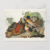 Ruffed Grouse Audubon Wildlife Painting Postkarte (Vorderseite)