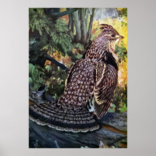 Ruffed Grouse im Wald Poster (Vorne)