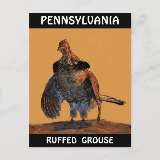 Ruffed Grouse (Pennsylvania) Postkarte (Vorderseite)