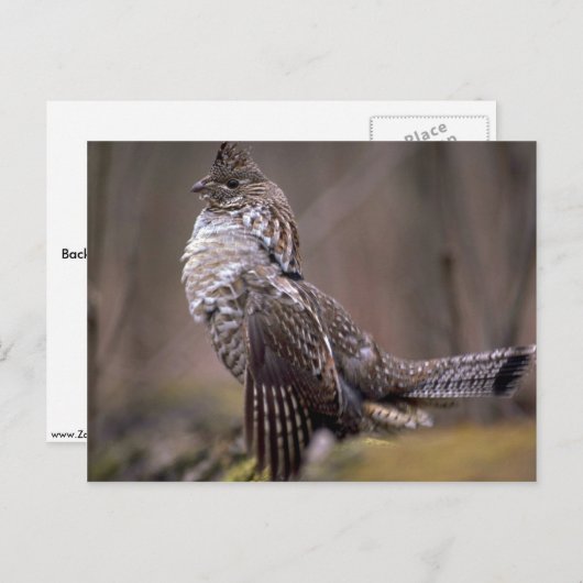 Ruffed Grouse Postkarte (Vorne/Hinten)