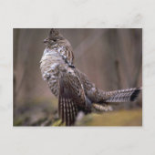 Ruffed Grouse Postkarte (Vorderseite)