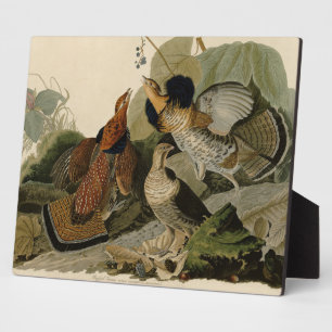 Ruffed Grouse - von Audubons Vögeln Amerikas Po Fotoplatte