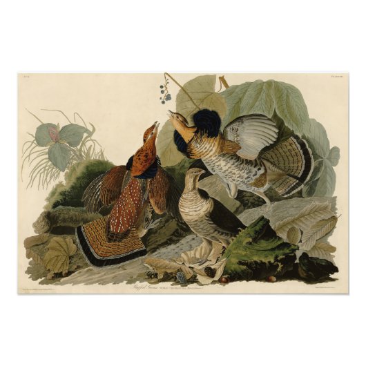 Ruffed Grouse - von Audubons Vögeln in Amerika Fotodruck (Vorne)