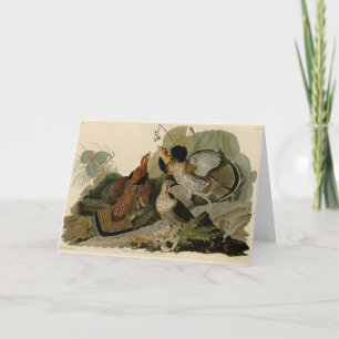 Ruffed Grouse - von Audubons Vögeln in Amerika Karte