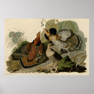 Ruffed Grouse - von Audubons Vögeln in Amerika Poster