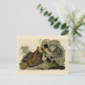 Ruffed Grouse - von Audubons Vögeln in Amerika Postkarte (Stehend Vorderseite)