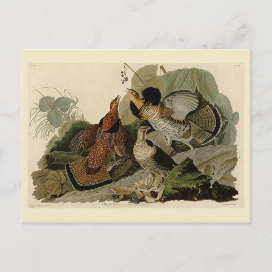 Ruffed Grouse - von Audubons Vögeln in Amerika Postkarte (Vorderseite)