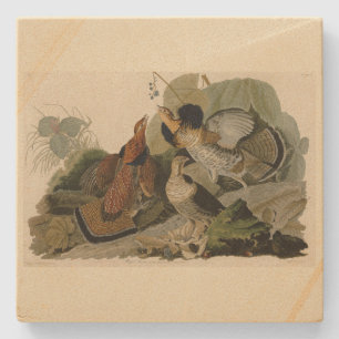 Ruffed Grouse - von Audubons Vögeln in Amerika Steinuntersetzer