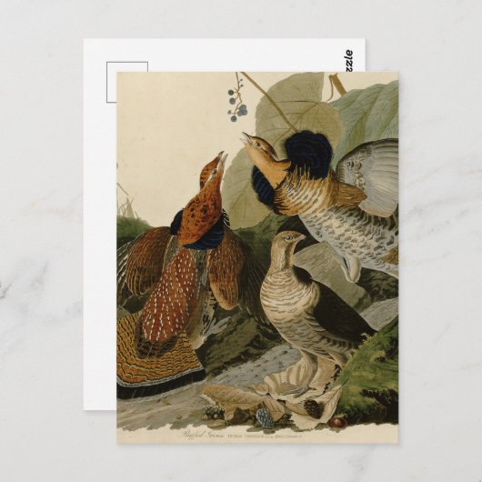 Ruffed Grouse von John Audubon Postkarte (Vorne/Hinten)