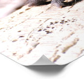 Ruffed Lemur Poster (Ecke)