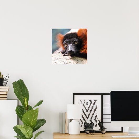 Ruffed Lemur Poster (Heimbüro)