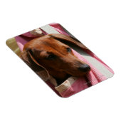 Rüffelhaarige Miniatur-Dackel Magnet (Rechte Seite)