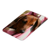 Rüffelhaarige Miniatur-Dackel Magnet (Linke Seite)