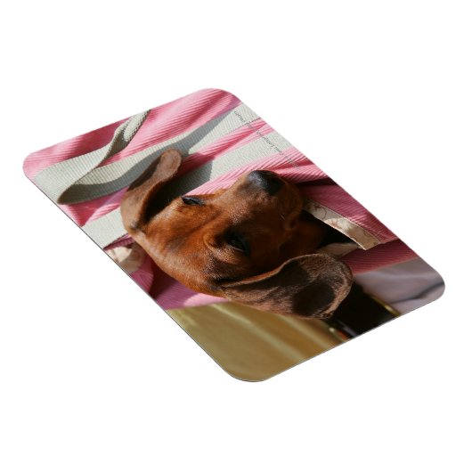 Rüffelhaarige Miniatur-Dackel Magnet (Rechte Seite)