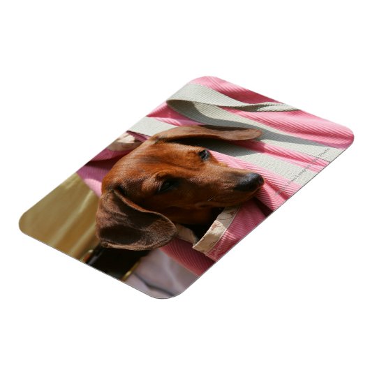 Rüffelhaarige Miniatur-Dackel Magnet (Linke Seite)