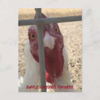 Ruffle Jones Feathers Chicken Card Postkarte