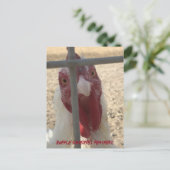 Ruffle Jones Feathers Chicken Card Postkarte (Stehend Vorderseite)