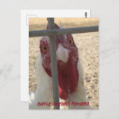 Ruffle Jones Feathers Chicken Card Postkarte (Vorne/Hinten)