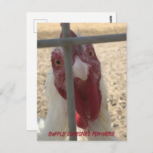 Ruffle Jones Feathers Chicken Card Postkarte (Vorne/Hinten)
